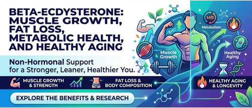 Beta-Ecdysterone: Muscle Growth, Fat Loss, Metabolic Health, and Healthy Aging